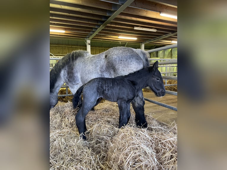 Ardenner Hengst veulen (03/2024) Blauwschimmel in KUBORN