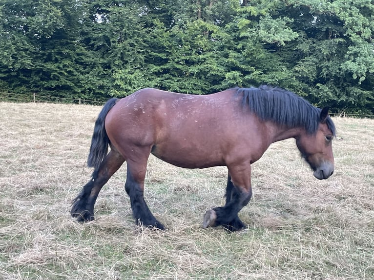 Ardenner Hengst Veulen (07/2025) Bruin in Diekirch