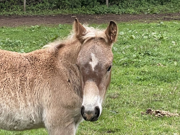 Ardenner Hengst Veulen (07/2025) Bruin in Diekirch