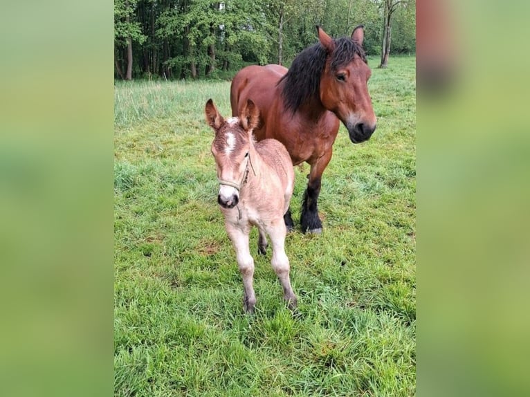 Ardenner Hengst Veulen (04/2025) Vos in Sondershausen