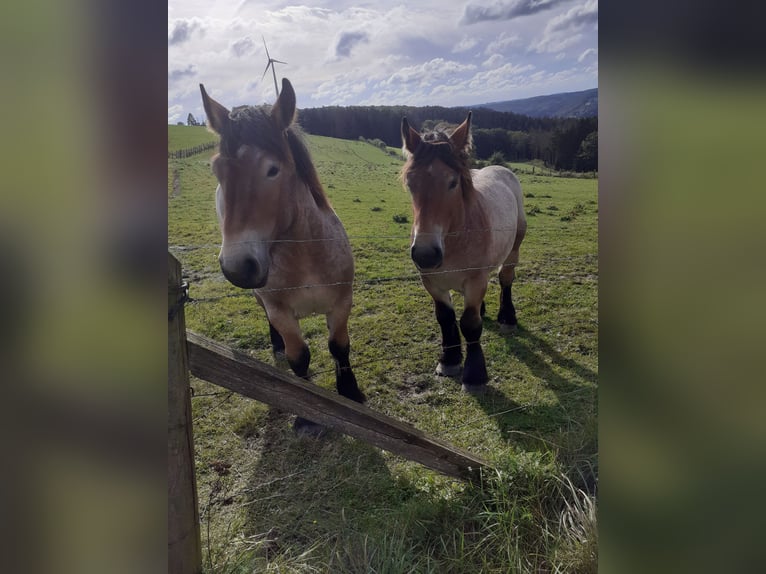 Ardenner Hingst 2 år Braunfalbschimmel in Dahl