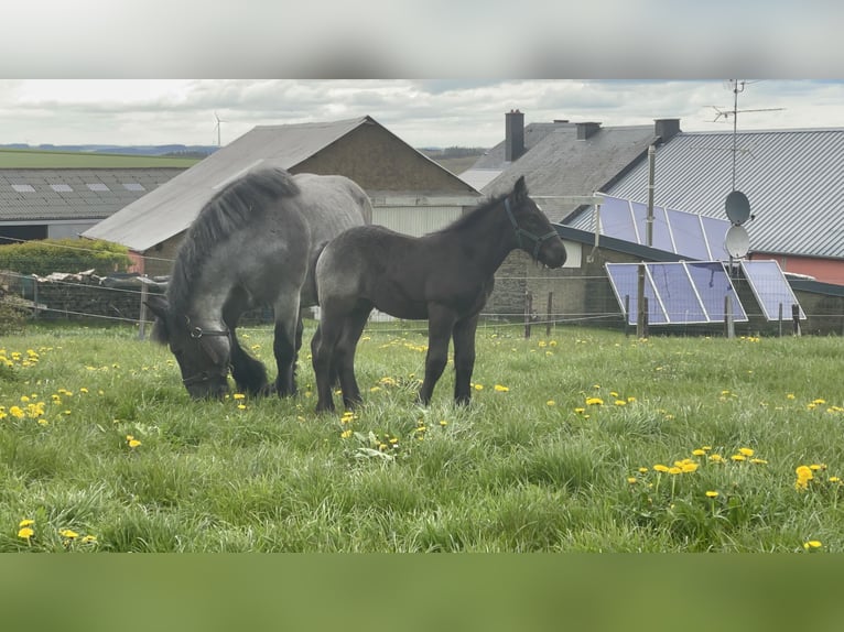 Ardenner Hingst Föl (03/2024) Grå-blå-brun in KUBORN