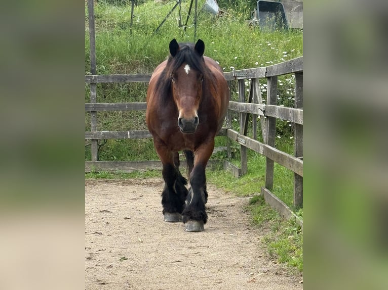 Ardenner Merrie 11 Jaar 162 cm Donkerbruin in Wiehl