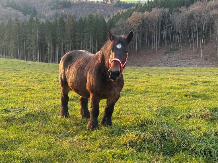 Ardenner Merrie 12 Jaar 160 cm Bruin in Daleiden