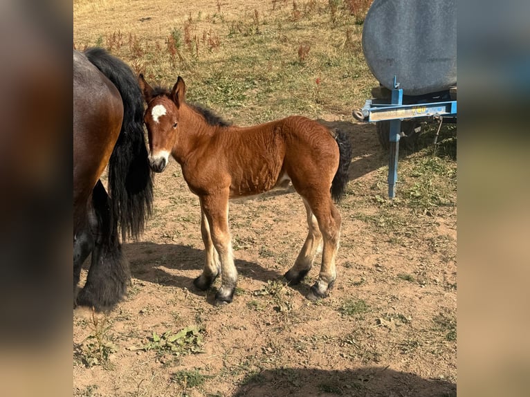 Ardenner Merrie 13 Jaar 158 cm Bruin in Daleiden