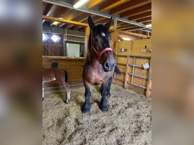 Ardenner Merrie 13 Jaar 158 cm Bruin in Daleiden