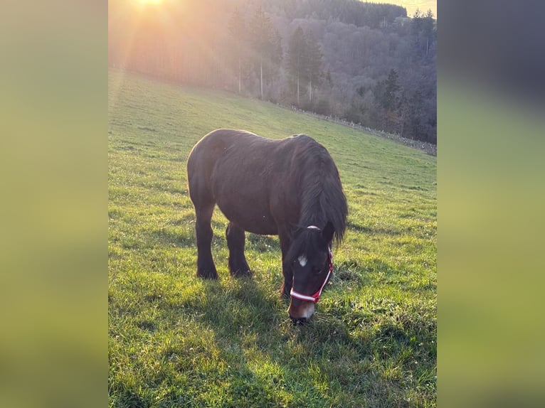 Ardenner Merrie 13 Jaar 160 cm Bruin in Daleiden