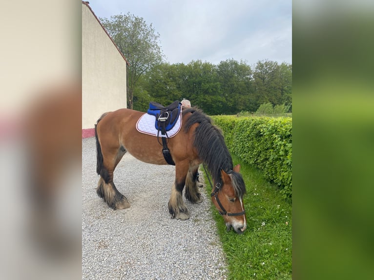 Ardenner Merrie 13 Jaar Bruin in Rochefort