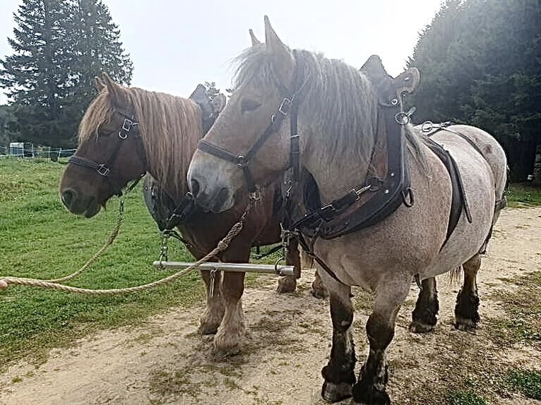 Ardenner Merrie 16 Jaar 164 cm Donkerbruin in Sembadel