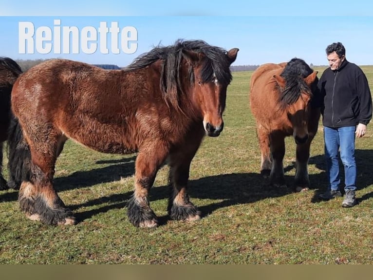 Ardenner Merrie 17 Jaar 160 cm Bruin in Rochehaut
