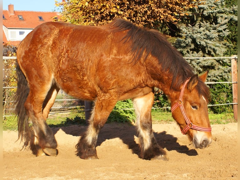 Ardenner Merrie 2 Jaar 155 cm Bruin in Velpke