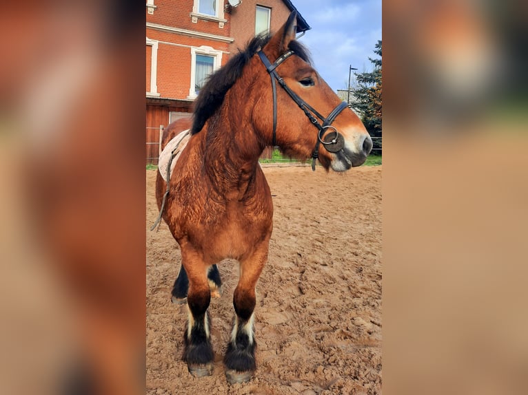 Ardenner Merrie 2 Jaar 155 cm Bruin in Velpke