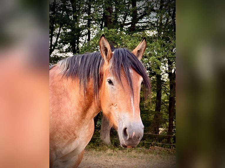 Ardenner Merrie 3 Jaar 150 cm  in Blankenheim