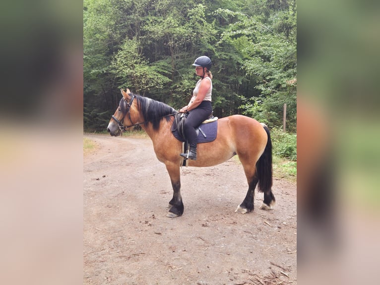 Ardenner Merrie 3 Jaar 154 cm Bruin in Nettersheim