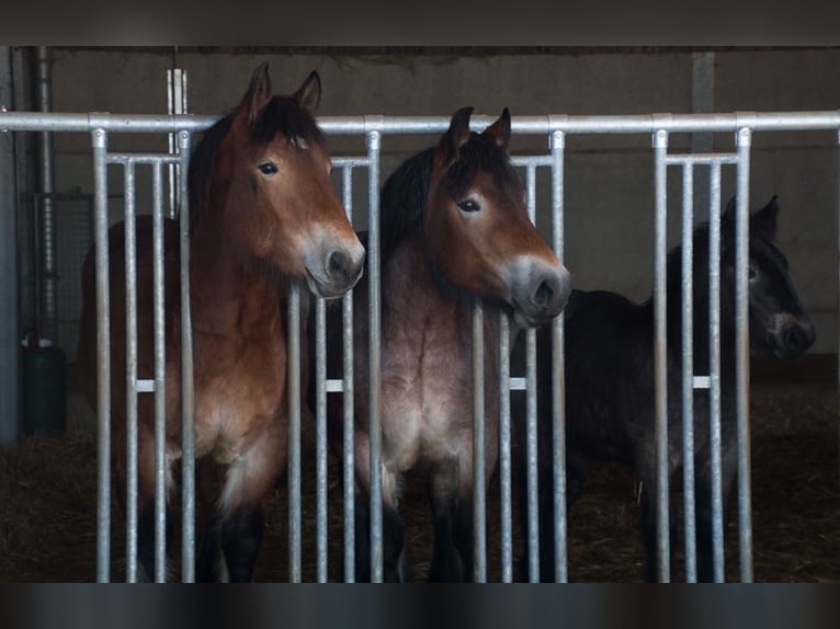 Ardenner Merrie 3 Jaar 160 cm Bruin in KUBORN