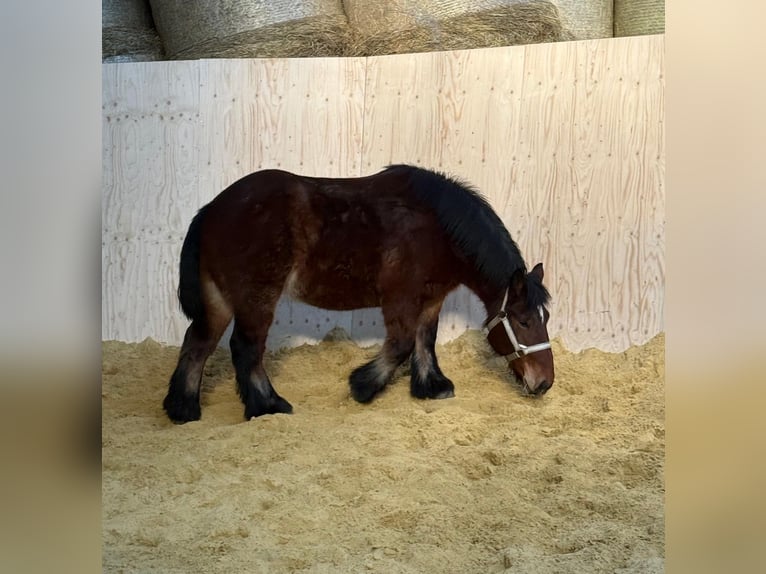 Ardenner Merrie 4 Jaar 152 cm Bruin in Daleiden