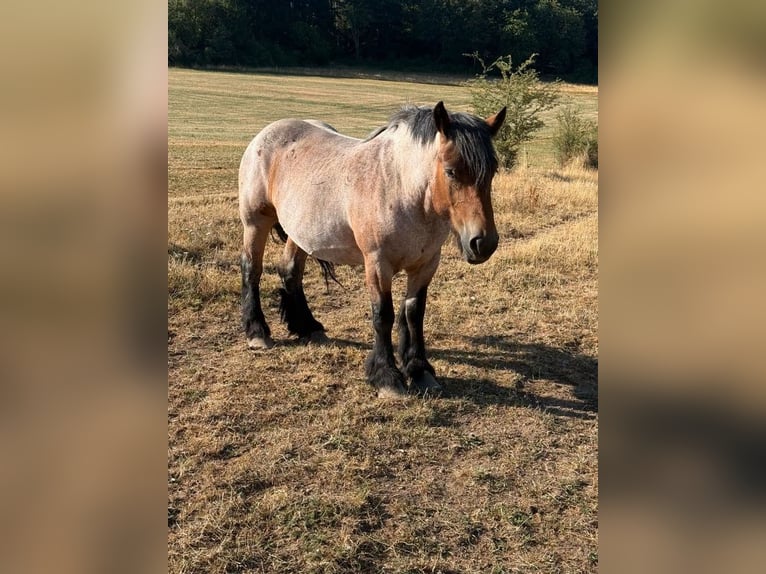 Ardenner Merrie 4 Jaar 153 cm Brown Falb schimmel in Daleiden