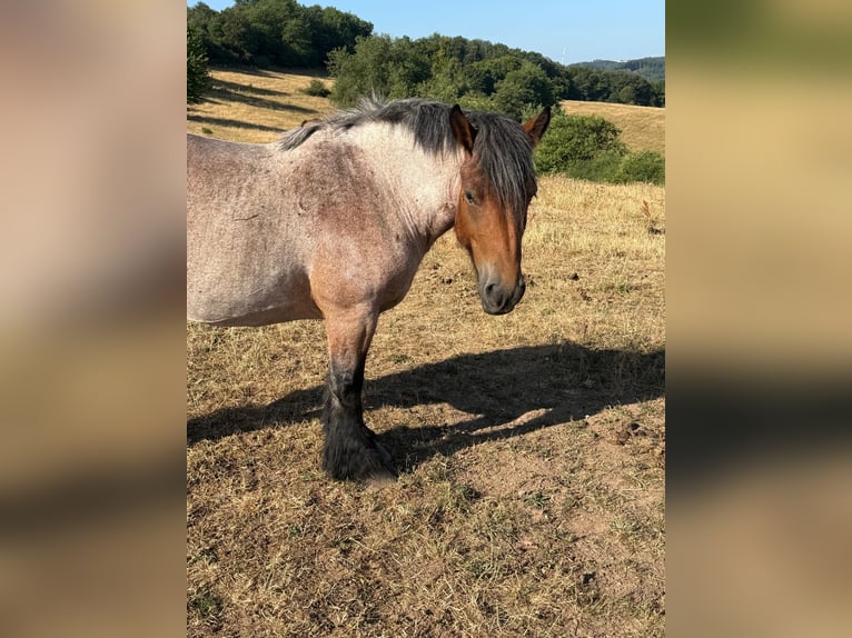 Ardenner Merrie 4 Jaar 153 cm Roan-Bay in Daleiden