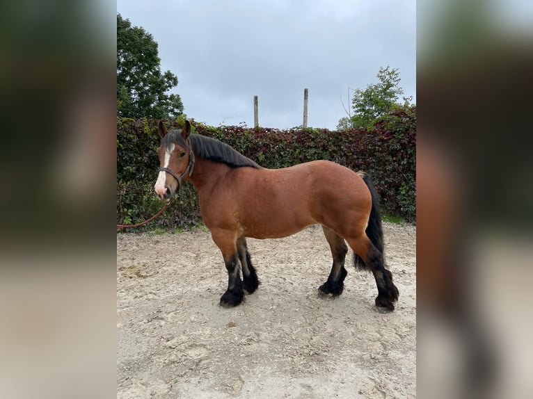 Ardenner Merrie 4 Jaar 162 cm Bruin in Libramont