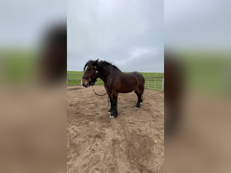 Ardenner Merrie 4 Jaar 162 cm Donkerbruin in Arzfeld