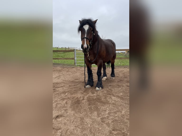 Ardenner Merrie 4 Jaar 162 cm Donkerbruin in Arzfeld