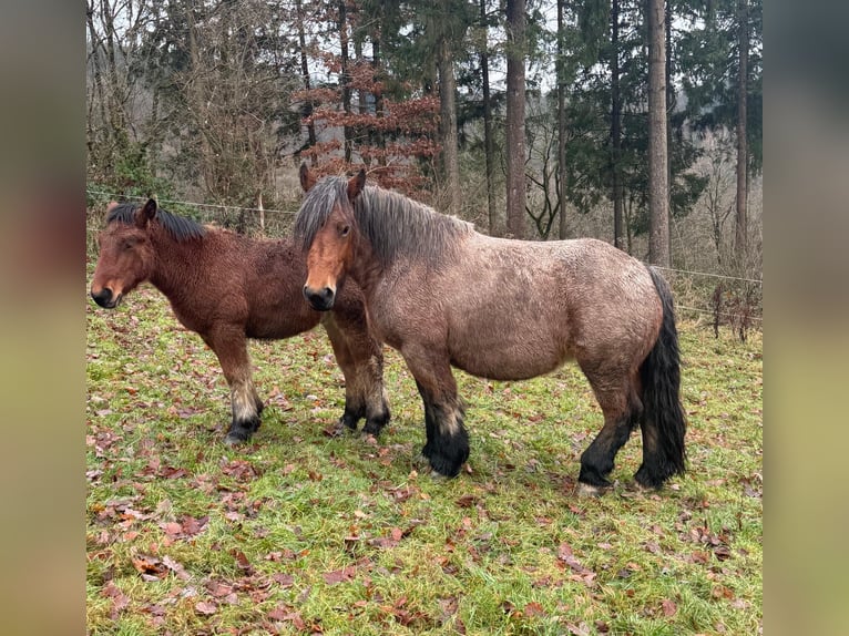 Ardenner Merrie 5 Jaar 150 cm Roan-Bay in Daleiden