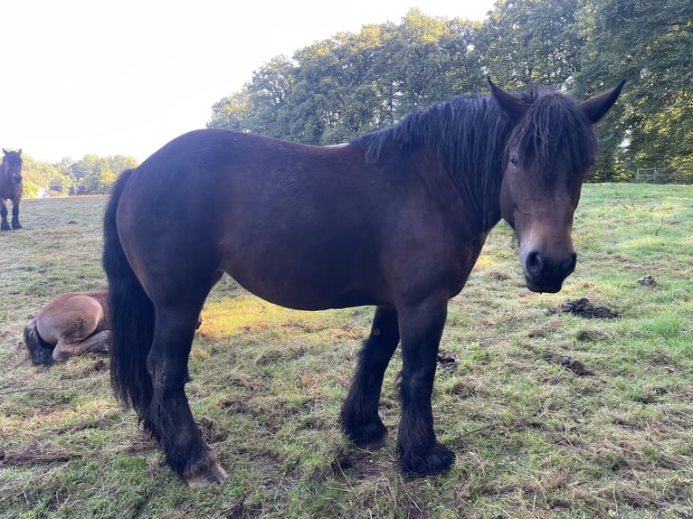 Ardenner Merrie 5 Jaar Donkerbruin in Diekirch