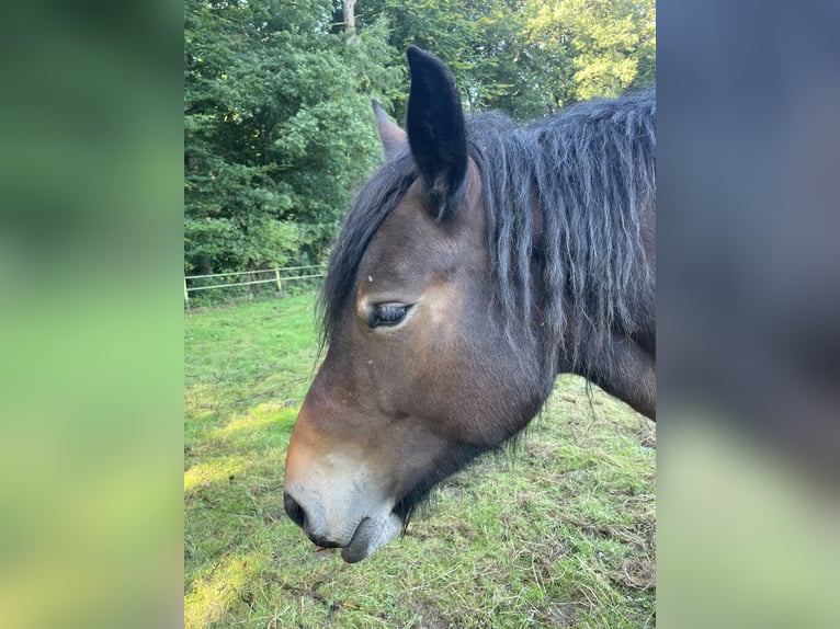 Ardenner Merrie 5 Jaar Donkerbruin in Diekirch