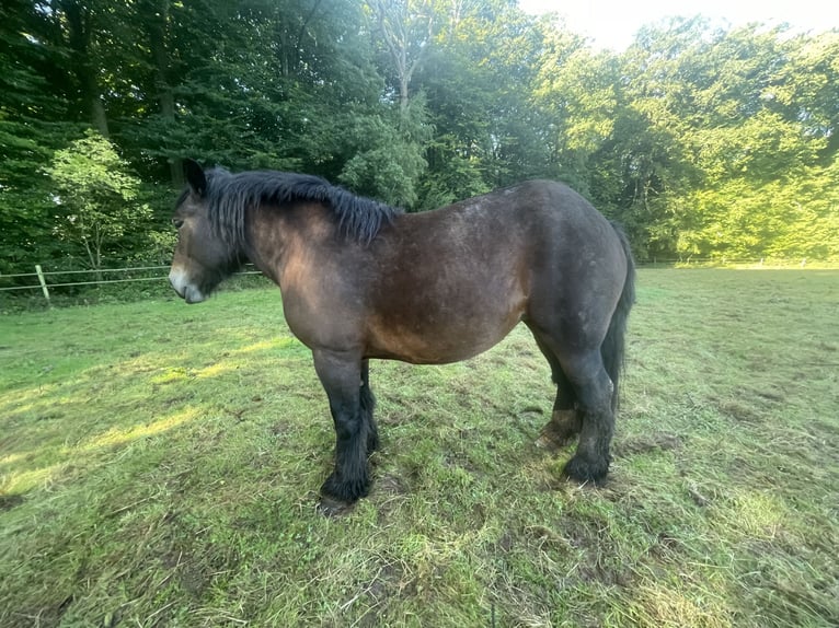Ardenner Merrie 5 Jaar Donkerbruin in Diekirch