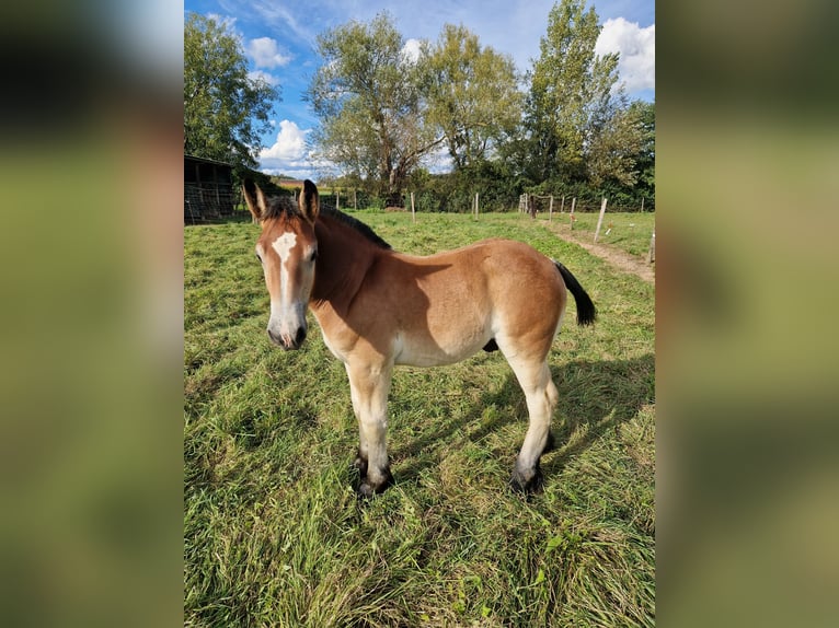 Ardenner Merrie 9 Jaar Bruin in Hoffen ( Leiterswiller)