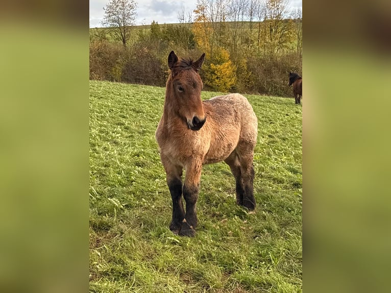Ardenner Merrie Veulen (05/2025) 157 cm Brown Falb schimmel in Daleiden