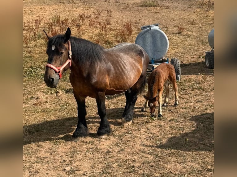 Ardenner Merrie Veulen (07/2026) 158 cm  in Daleiden