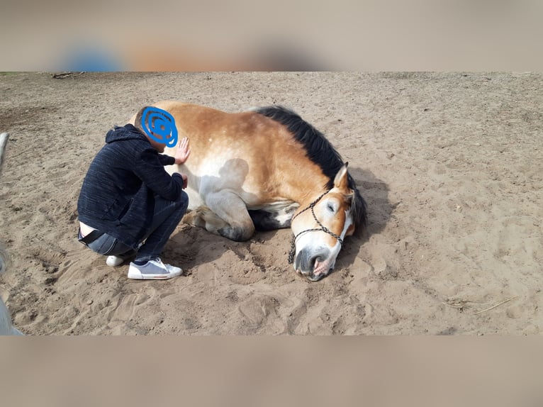 Ardenner Ruin 11 Jaar 160 cm Lichtbruin in Wedemark