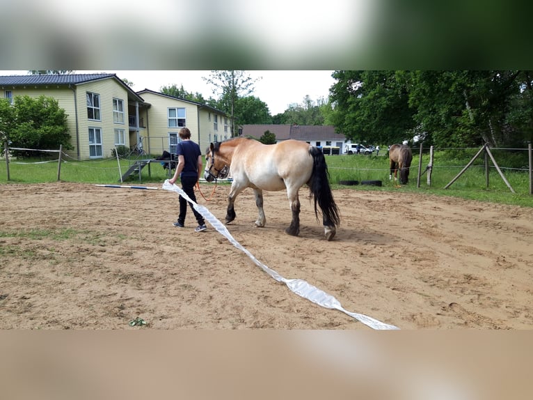 Ardenner Ruin 11 Jaar 160 cm Lichtbruin in Wedemark