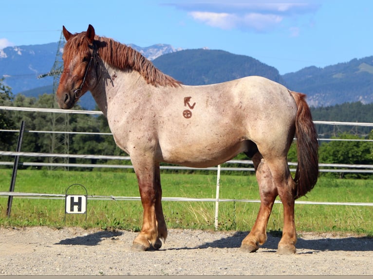 Ardenner Ruin 4 Jaar 158 cm Roan-Red in Kirchbichl