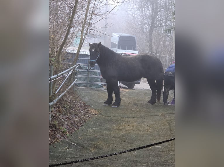 Ardenner Ruin 4 Jaar 160 cm Zwart in Schramberg