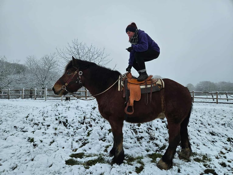Ardenner Ruin 7 Jaar 170 cm Bruin in Linkenbach