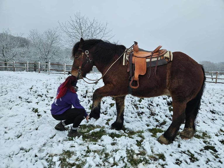 Ardenner Ruin 7 Jaar 170 cm Bruin in Linkenbach