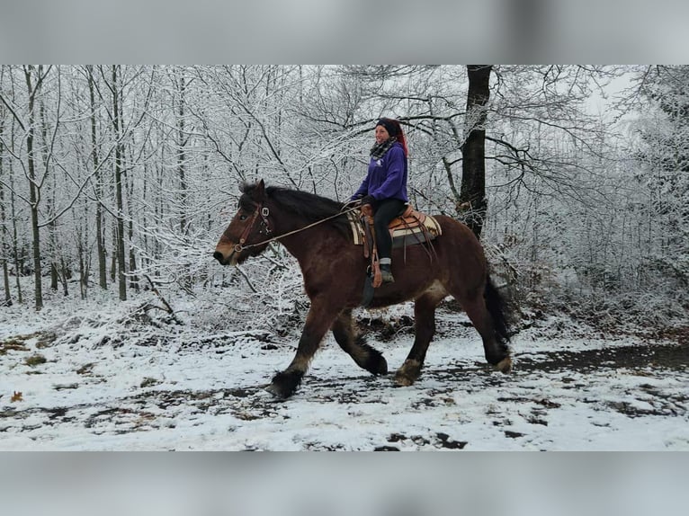 Ardenner Ruin 7 Jaar 170 cm Bruin in Linkenbach