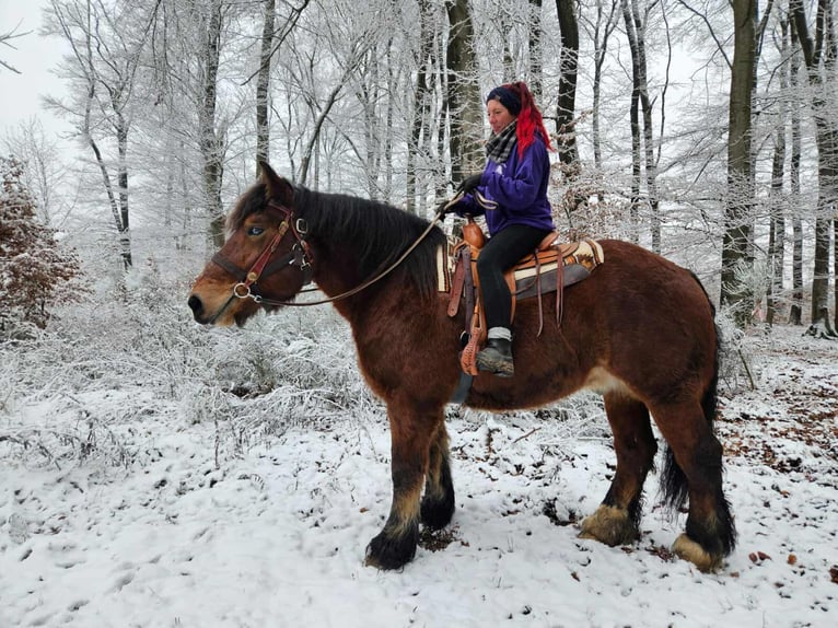 Ardenner Ruin 7 Jaar 170 cm Bruin in Linkenbach