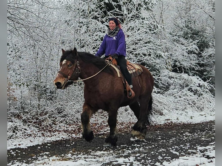Ardenner Ruin 7 Jaar 170 cm Bruin in Linkenbach