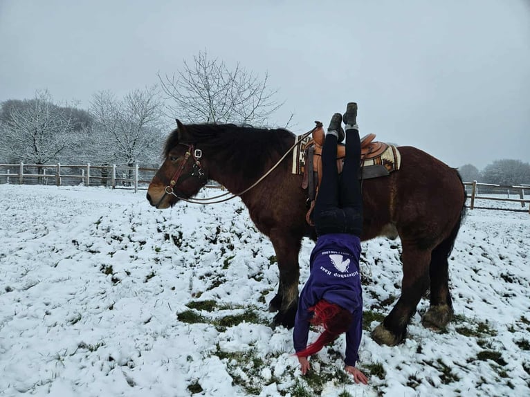 Ardenner Ruin 7 Jaar 170 cm Bruin in Linkenbach