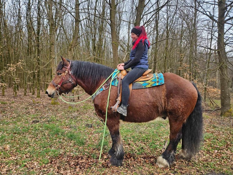 Ardenner Ruin 7 Jaar 170 cm Bruin in Linkenbach