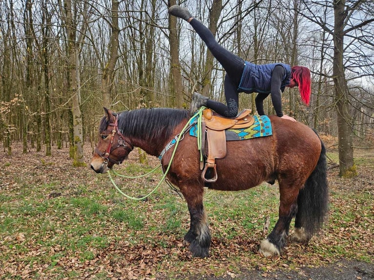 Ardenner Ruin 7 Jaar 170 cm Bruin in Linkenbach