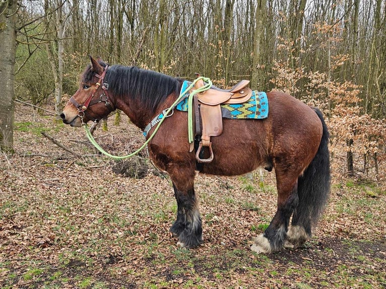 Ardenner Ruin 7 Jaar 170 cm Bruin in Linkenbach