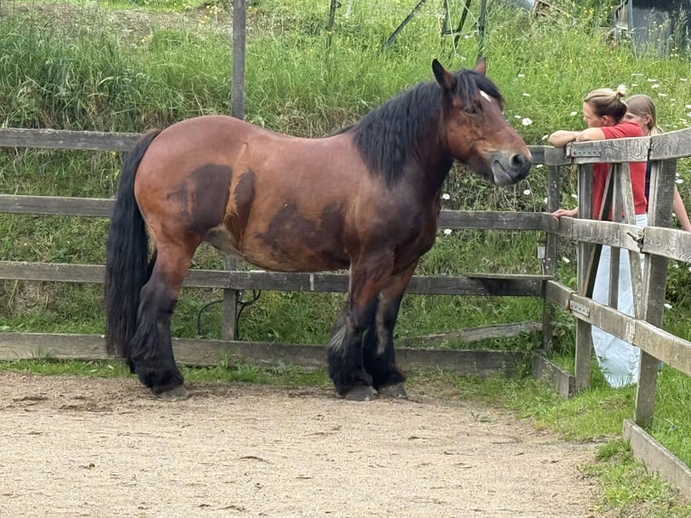 Ardenner Stute 11 Jahre 162 cm Dunkelbrauner in Wiehl