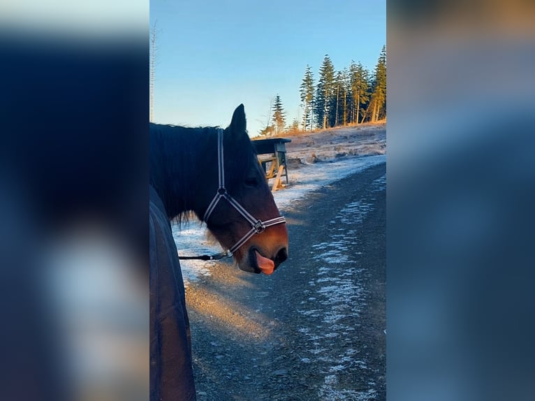 Ardenner Stute 12 Jahre 164 cm Brauner in Kierspe