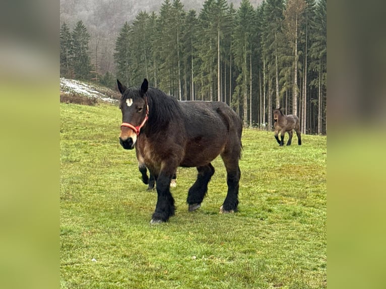 Ardenner Stute 13 Jahre 160 cm Brauner in Daleiden