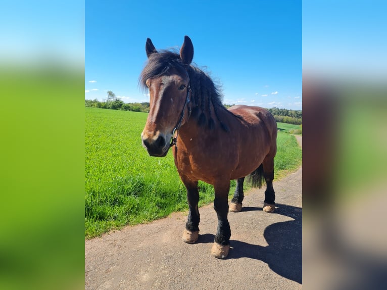 Ardenner Stute 13 Jahre Brauner in Mechernich