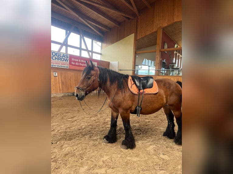 Ardenner Stute 14 Jahre 150 cm Brauner in Seeburg